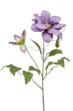 Clematis