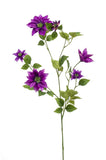 Clematis