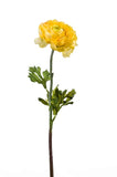 Artificial Ranunculus Flower by Evergreen Flowers, Ireland, Timeless Beauty, Faux Flowers, Silk Flowers, Artificial Floral Displays