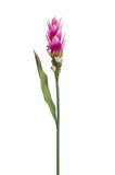 Artificial Curuma, Real Touch Flower by Evergreen Flowers, Ireland, Timeless Beauty