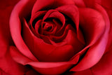 Faux Rose by Evergreen Flowers, Ireland, Timeless Beauty, Faux Flowers, Silk Flowers, Artificial Floral Design, Artificial Floral Decor