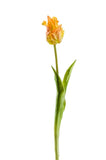 Artificial Parrot Tulip by Evergreen Flowers, Ireland, Timeless Beauty, Real Touch Flowers, Faux Flowers, Silk Flowers, Artificial Flowers, Artificial Floral Designs