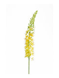 Artificial Foxtail Lily by Evergreen Flowers, Ireland, Timeless Beauty, Faux Flowers, Silk Flowers, Faux Floral Designs, Artificial Floral Decor