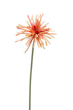 Artificial Spider Gerbera by Evergreen Flowers, Ireland, Timeless Beauty, Faux Flowers, Silk Flowers, Artificial Flowers, Artificial Floral design