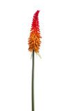Artificial Torch Lily by Evergreen Flowers, Ireland, Timeless Beauty, Faux Flowers, Silk Flowers, Artificial Flowers, Artificial Floral Displays