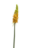Artificial Torch Lily by Evergreen Flowers, Ireland, Timeless Beauty, Faux Flowers, Silk Flowers, Artificial Flowers, Artificial Floral Displays