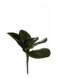 Faux Orchid Leaf Foliage by Evergreen Flowers, Ireland, Timeless Beauty, Real Touch Foliage, Faux Foliage, Artificial Foliage