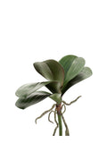 Faux Orchid Leaf Foliage by Evergreen Flowers, Ireland, Timeless Beauty, Real Touch Foliage, Faux Foliage, Artificial Foliage