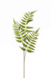 Artificia Fern Foliage by Evergreen Flowers, Ireland, Timeless Beauty, Faux Foliage, Artificial Foliage