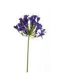 Agapanthus