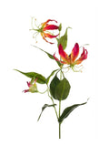 Gloriosa Spray