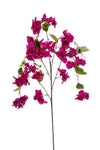 Bougainvillea Branch