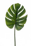 Monstera Leaf