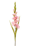 Gladiolus faux flower, evergreen flowers Ireland 