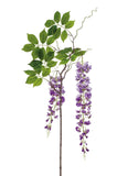 Wistera