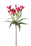 Alstroemeria