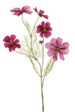 Cosmos