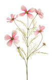 Cosmos