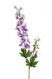 Delphinium
