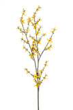 Forsythia