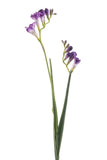 Freesia