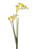 Freesia