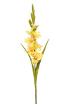 Gladiolus