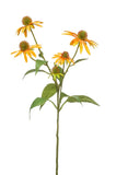 Rudbeckia