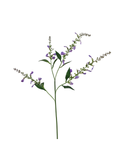Stachys Spray
