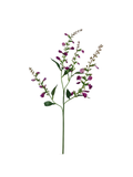 Stachys Spray