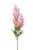 Artificial Astilbe flower by Evergreen Flowers Ireland 