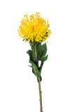 Faux Nutans Stem by Evergreen Flowers, Ireland, Timeless Beauty, Faux Flowers, Silk Flowers, Artificial Floral Decor 