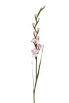 Gladiolus