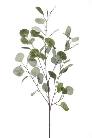 Eucalyptus