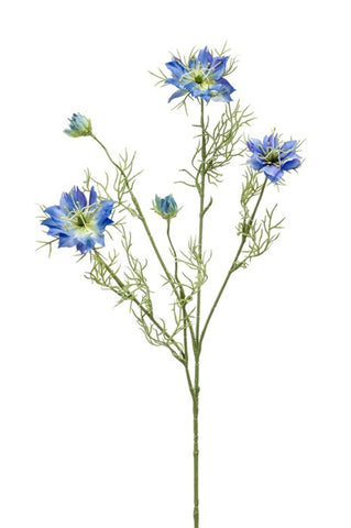 Nigella