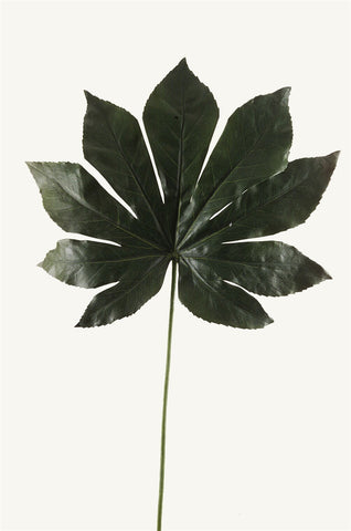 Fatsia Leaf