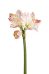 Artificial Amaryllis Real Touch Flower by Evergreen Flowers Ireland