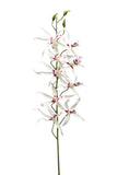 Faux Brassia Orchid by Evergreen Flowers Ireland, Timeless Beauty 