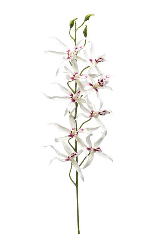 Faux Brassia Orchid by Evergreen Flowers Ireland, Timeless Beauty 