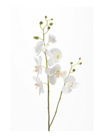 Artificial Orchid Stem by Evergreen Flowers, Ireland, Timeless Beauty, Real Touch Flowers, Faux Flowers, Silk Flowers, Artificial Floral Decor 