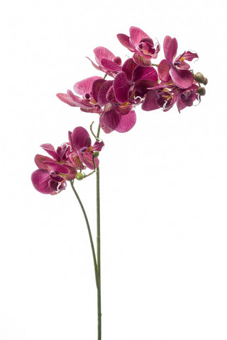 Artificial Orchid Stem by Evergreen Flowers, Ireland, Timeless Beauty, Faux Flowers, Silk Flowers, Artificial Floral Decor 